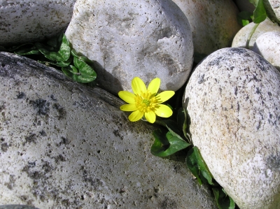Yellow flower - local flora.