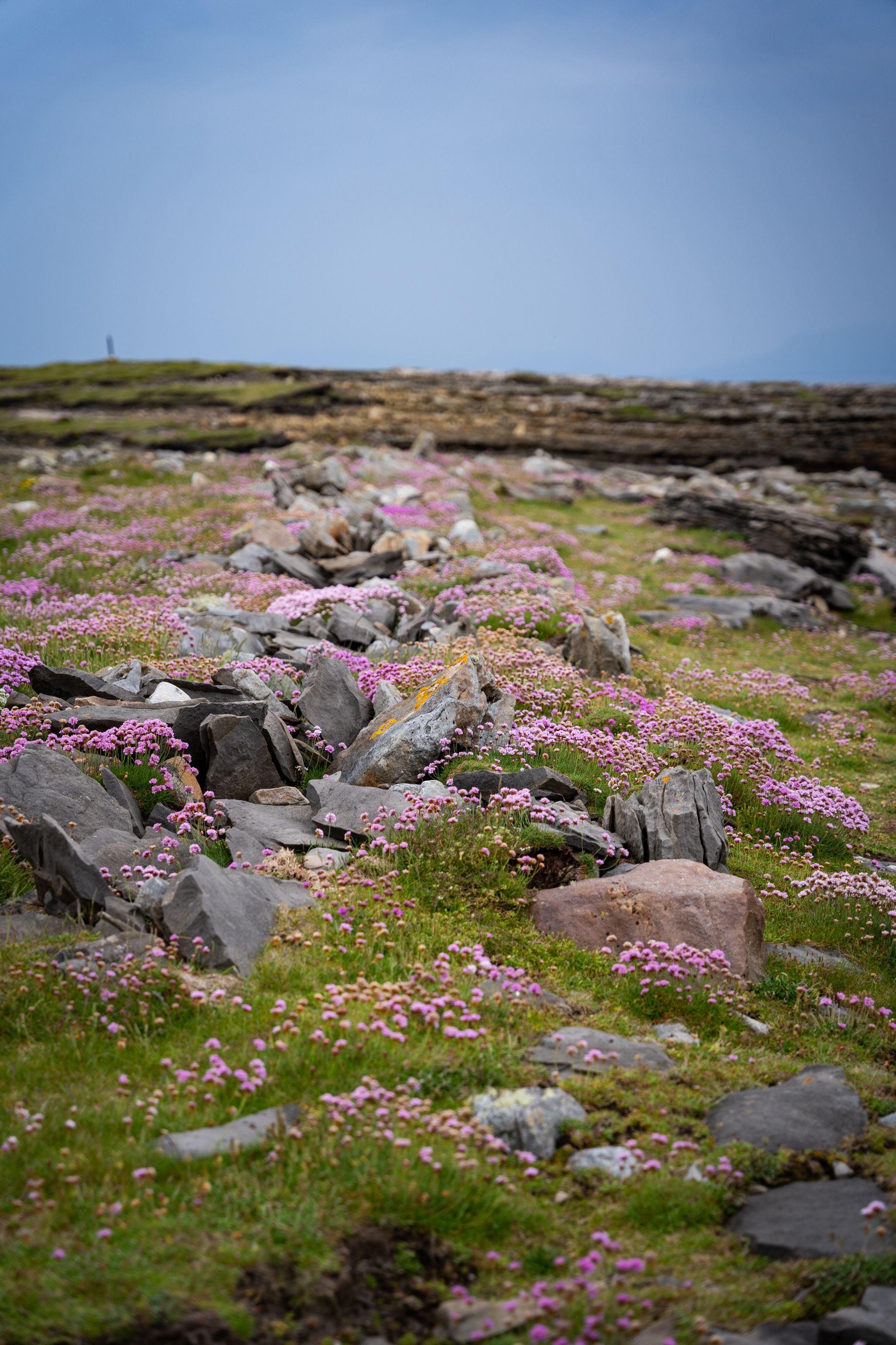 Bláthanna bándearga i Mucros, Cill Charthaigh