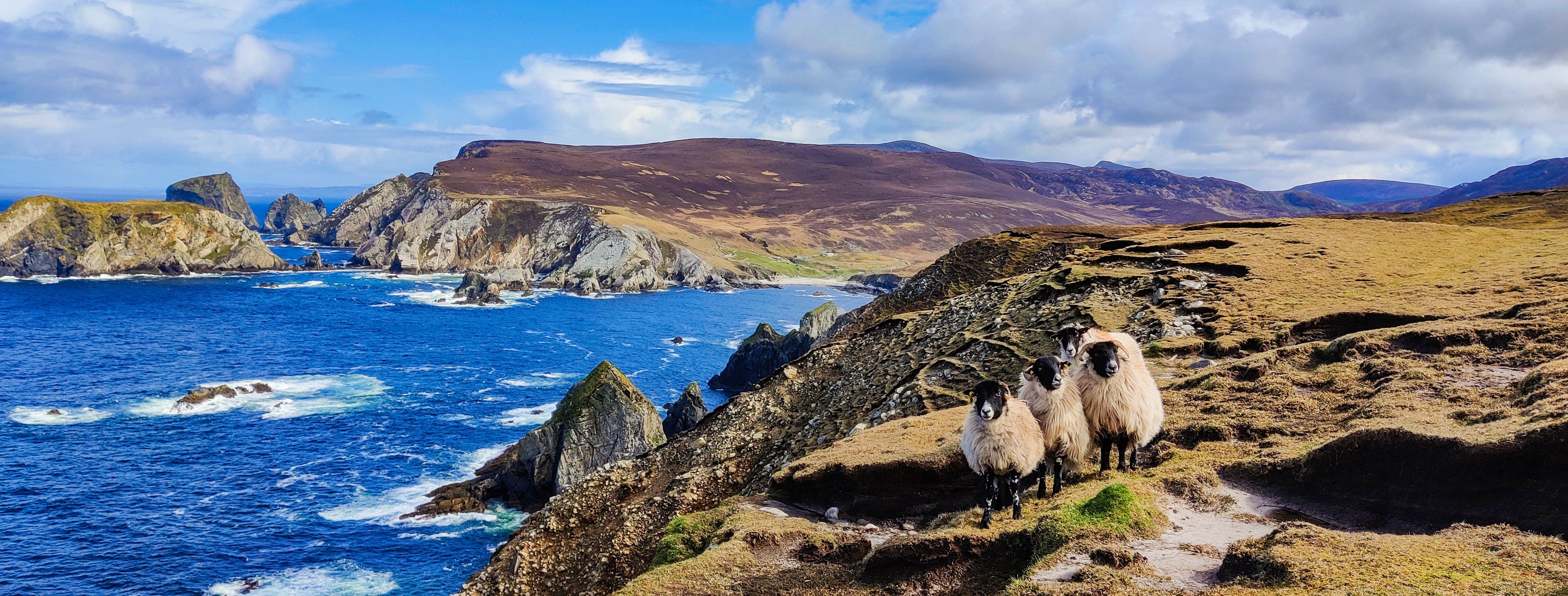 Three sheep with An Port and the sea in the background