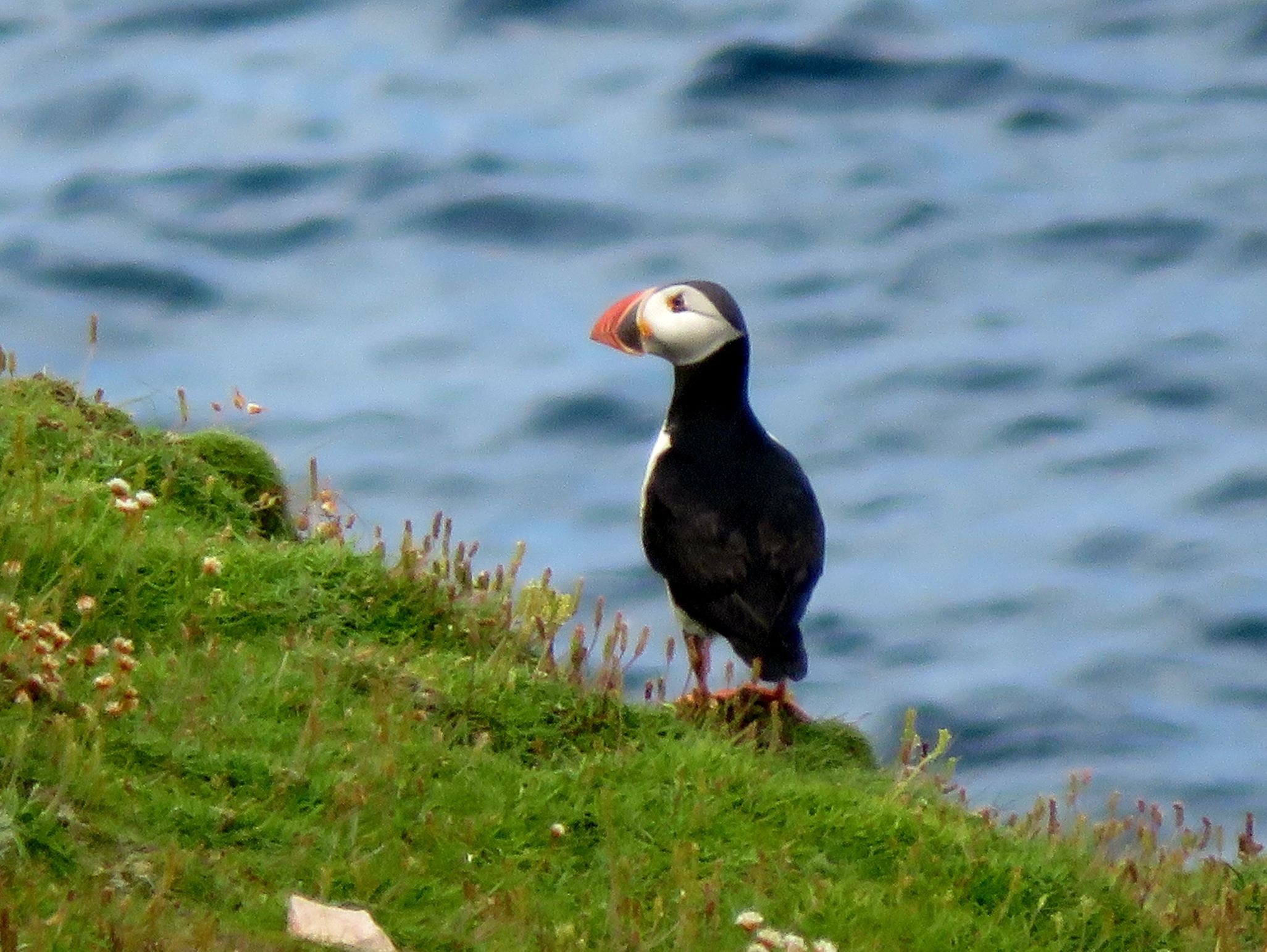 Puifín aonair i dToraigh