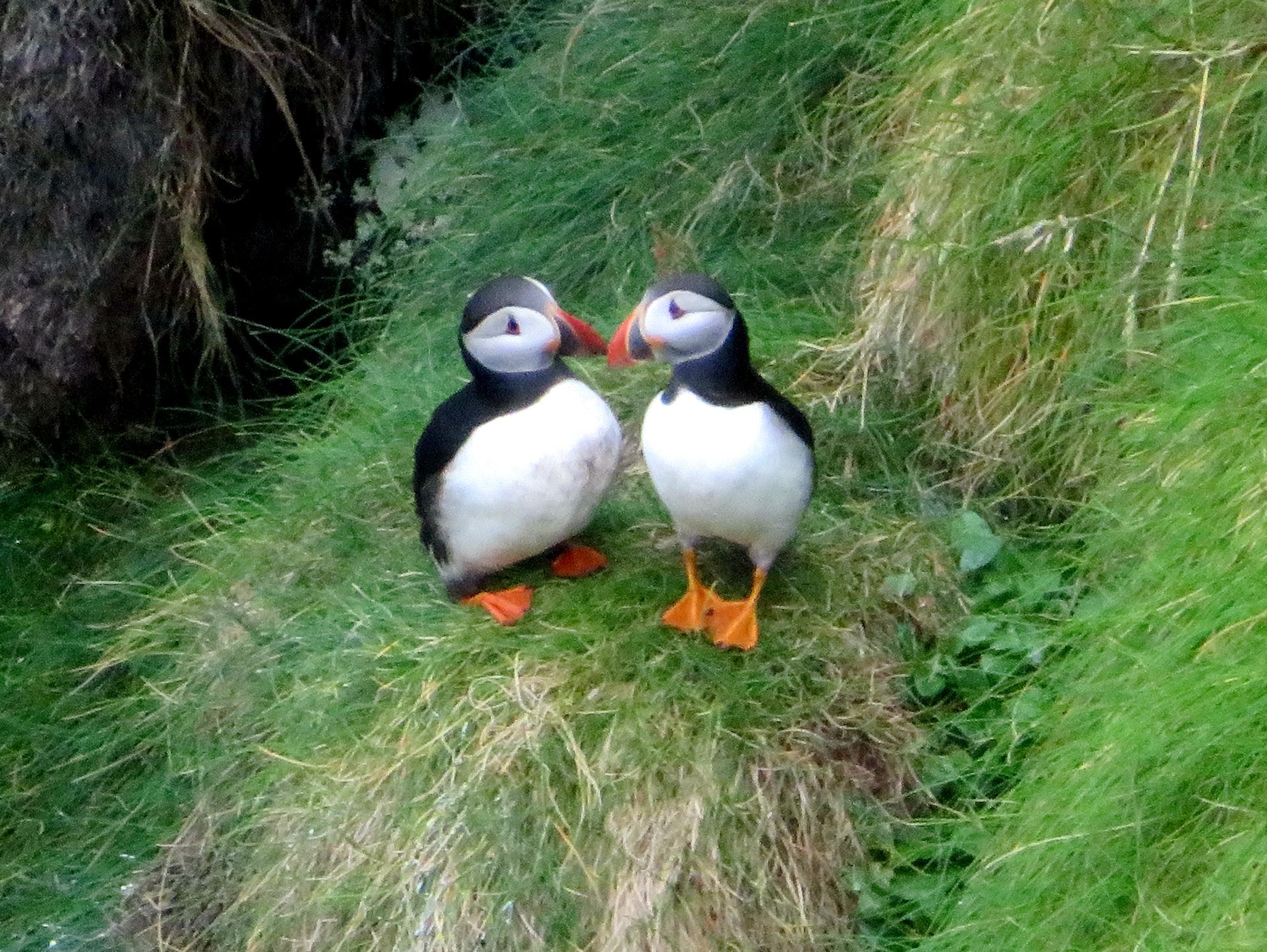 Two puffins showing affection for each other